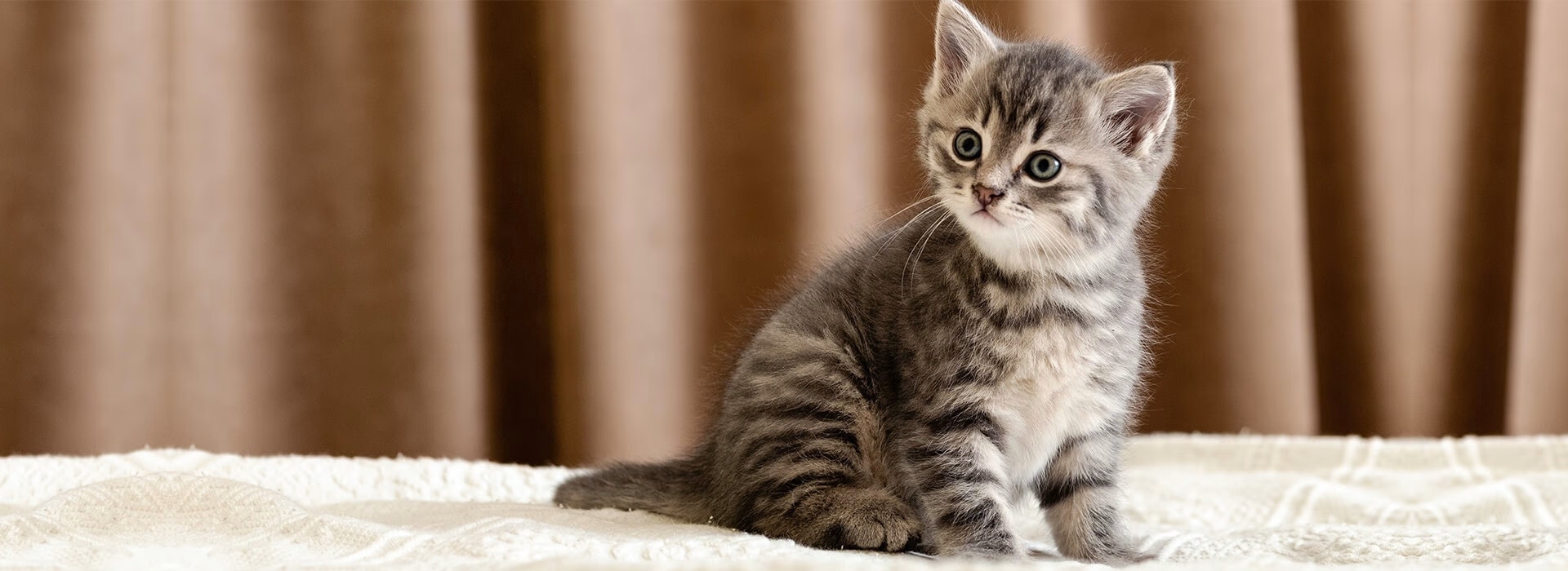 kitten dynamic
