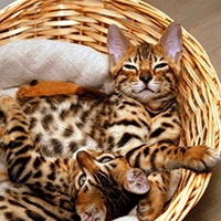 Bengalski