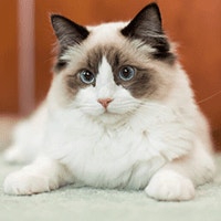 Ragdoll