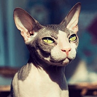 Sfinks