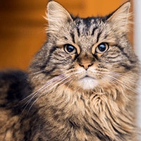 Maine Coon