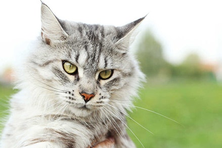 dobra-karma-dla-kota-to-znaczy-jaka__optimized_1597761770098.jpeg