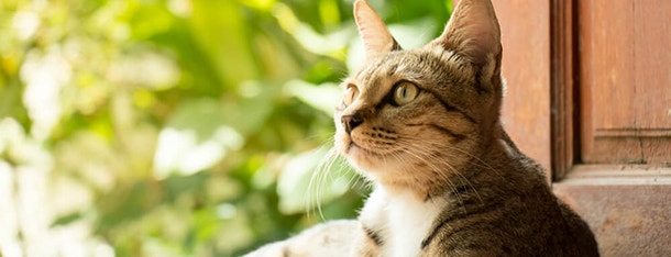 mars-whiskas-jak-pozbyue-si-c-zapachu-kociego-moczu_1623323960687.jpeg